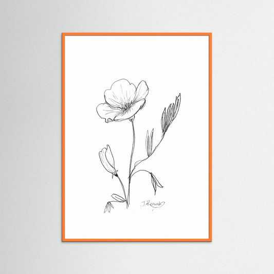 California Poppy - no. 794