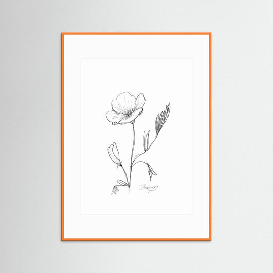California Poppy - no. 794