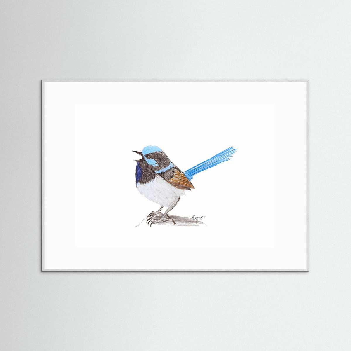 Superb Fairywren - no. 790