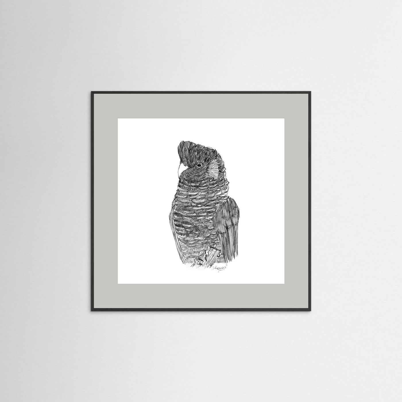 Yellow-tailed Black Cockatoo - no. 229