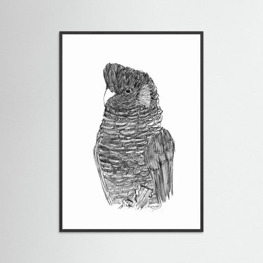 Yellow-tailed Black Cockatoo - no. 229