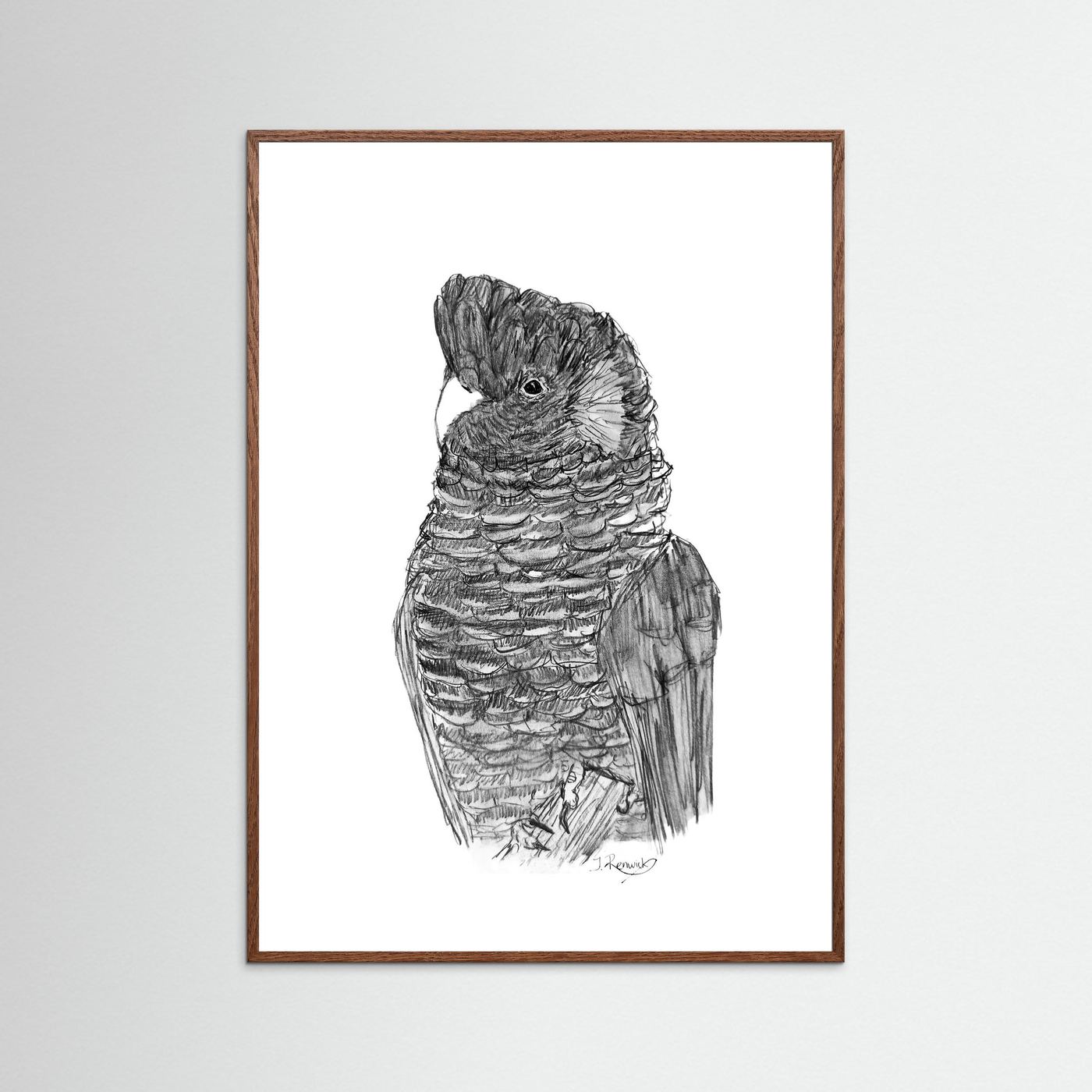 Yellow-tailed Black Cockatoo - no. 229 [A4/letter sizes] 
