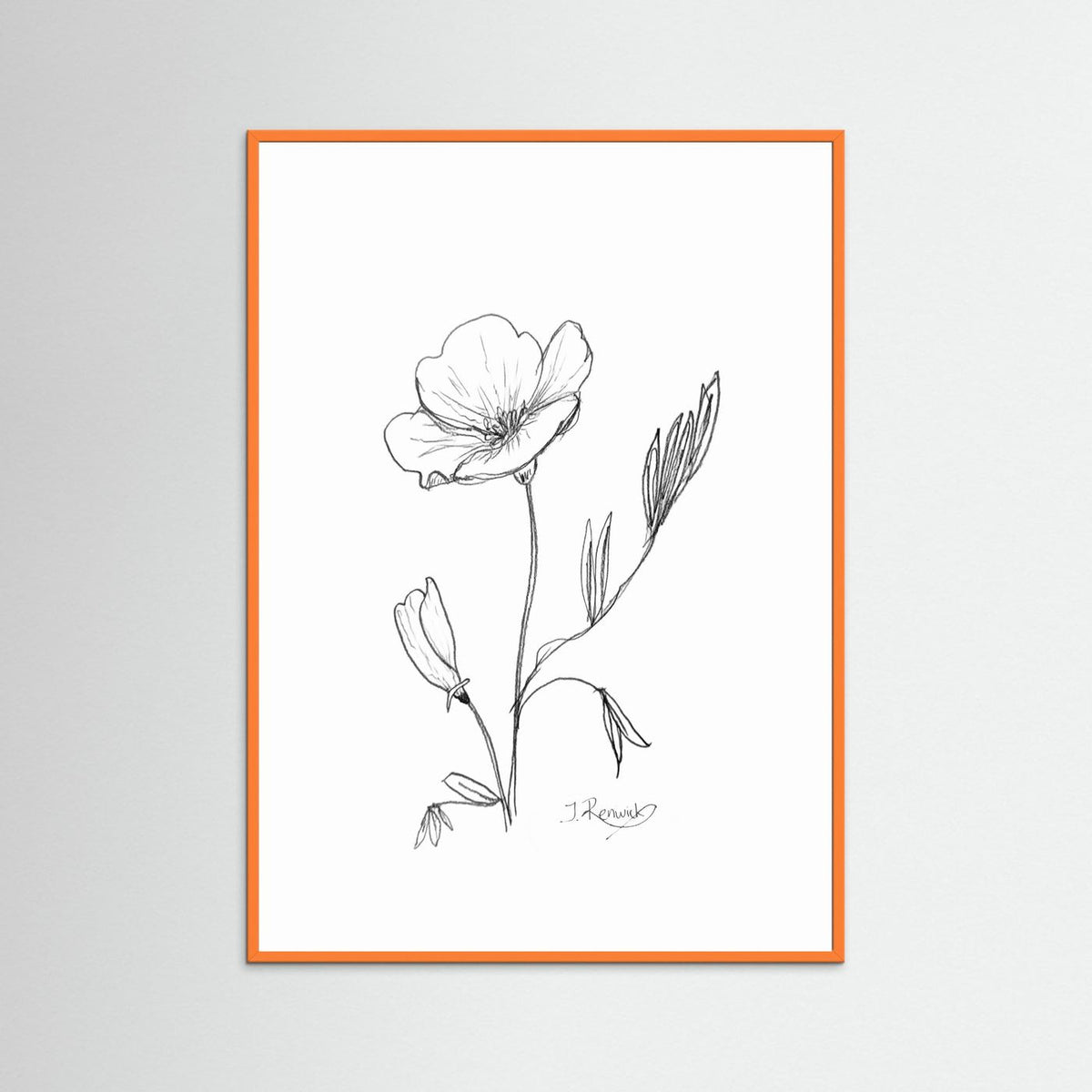 California Poppy - no. 794