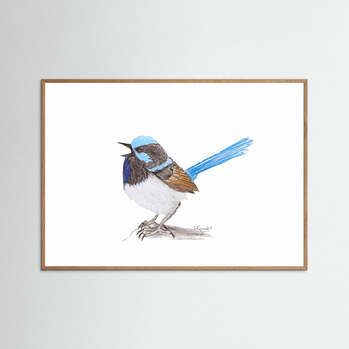Superb Fairywren - no. 790