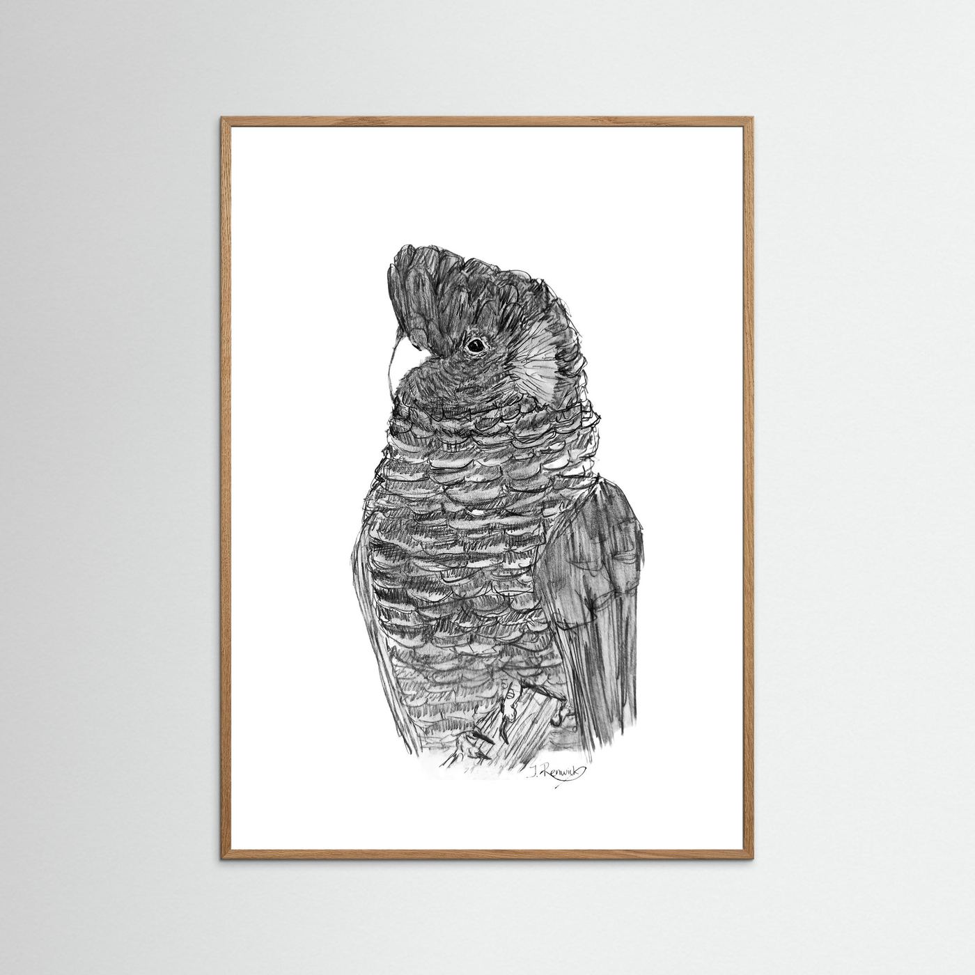 Yellow-tailed Black Cockatoo - no. 229 [A4/letter sizes] 