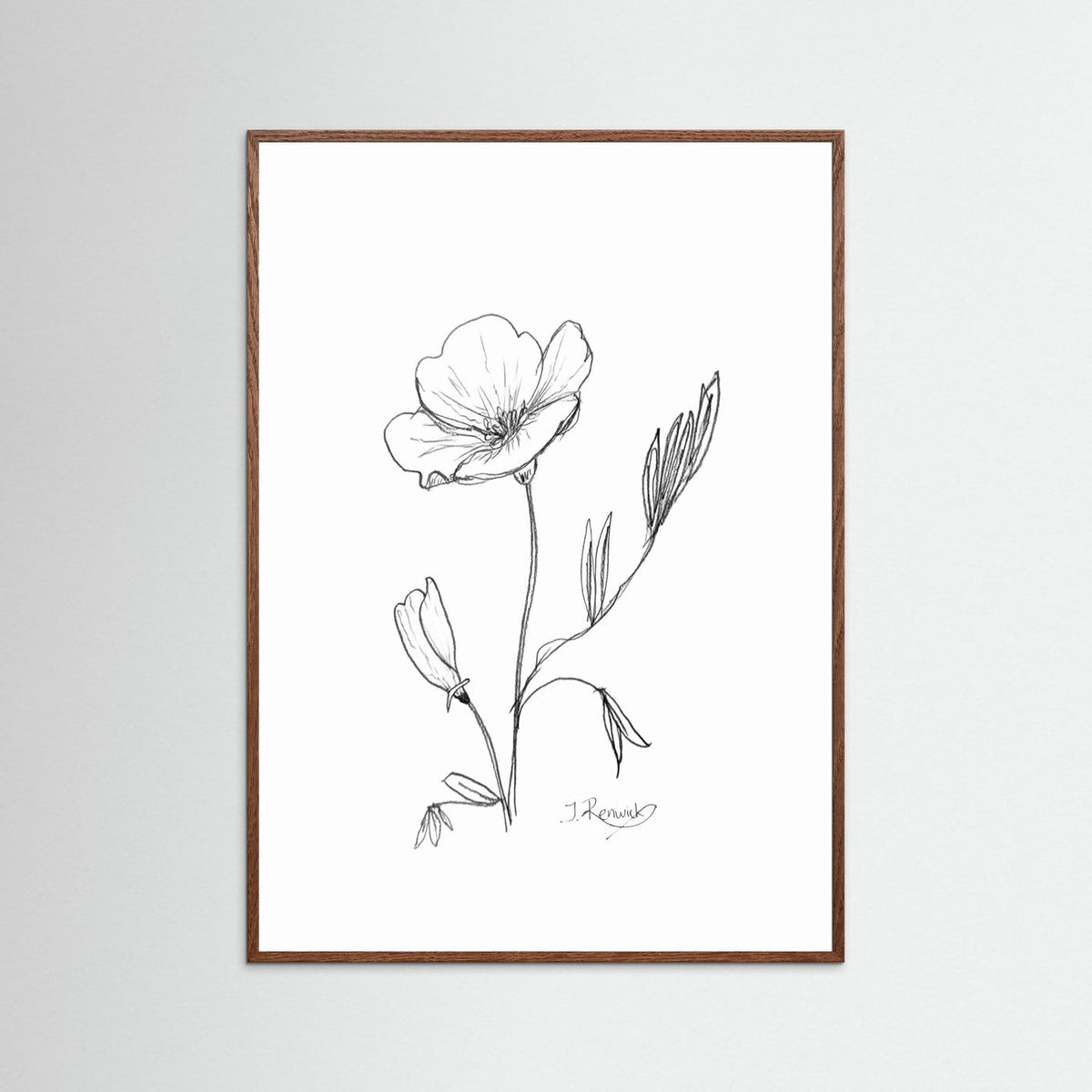 California Poppy - no. 794