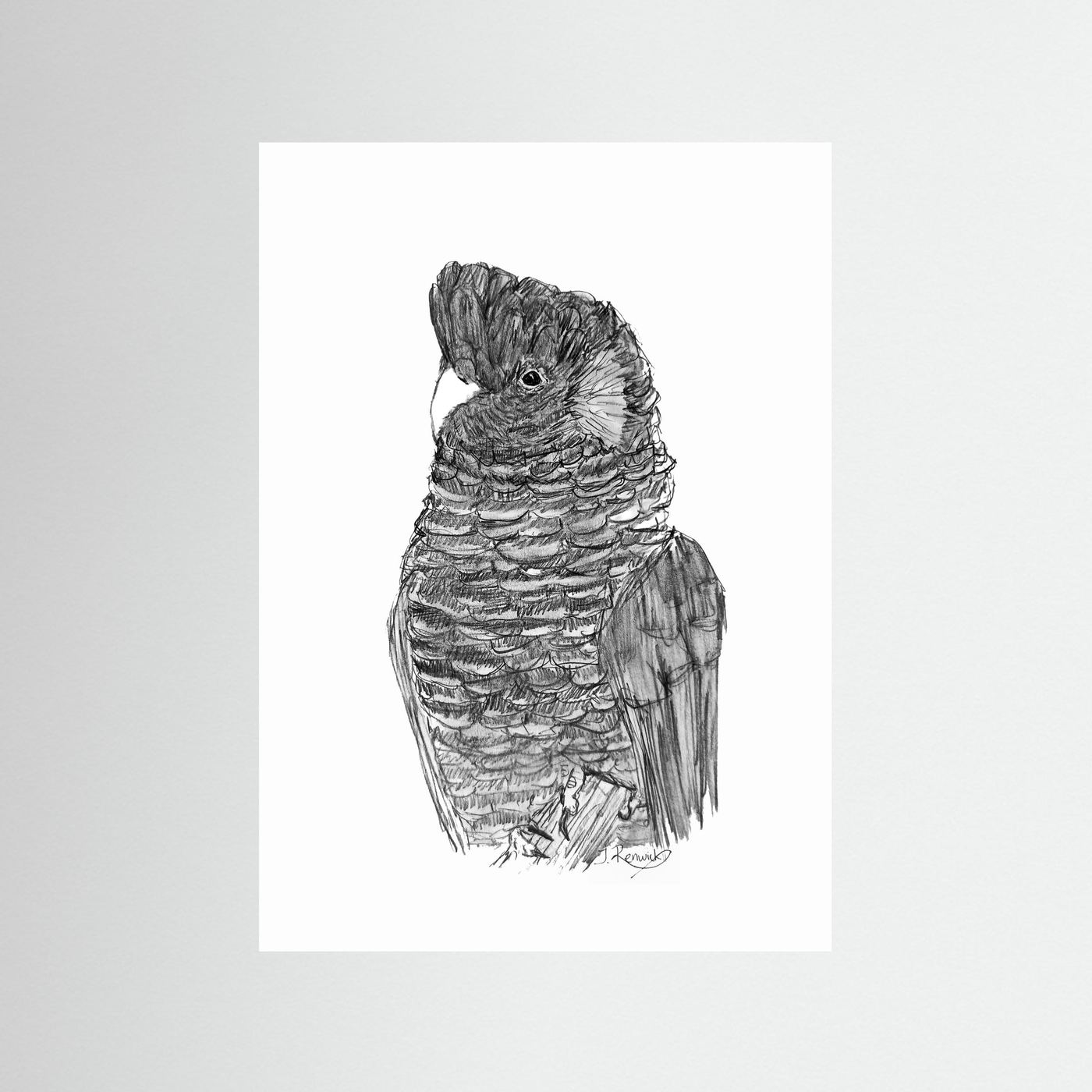 Yellow-tailed Black Cockatoo - no. 229