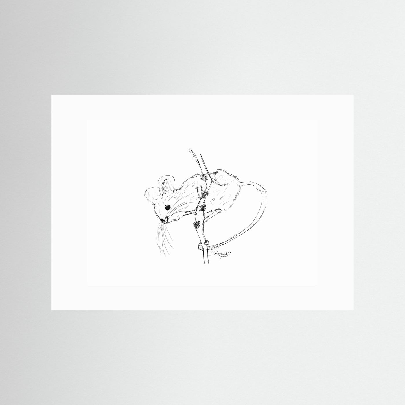 Harvest Mouse - no. 213