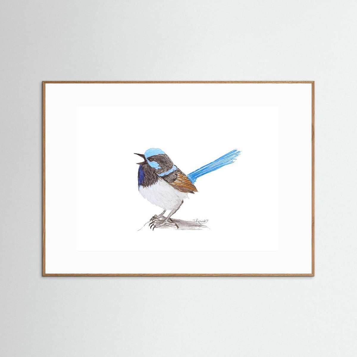 Superb Fairywren - no. 790