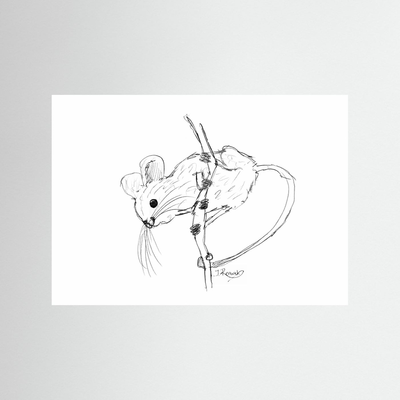Harvest mouse - no. 213
