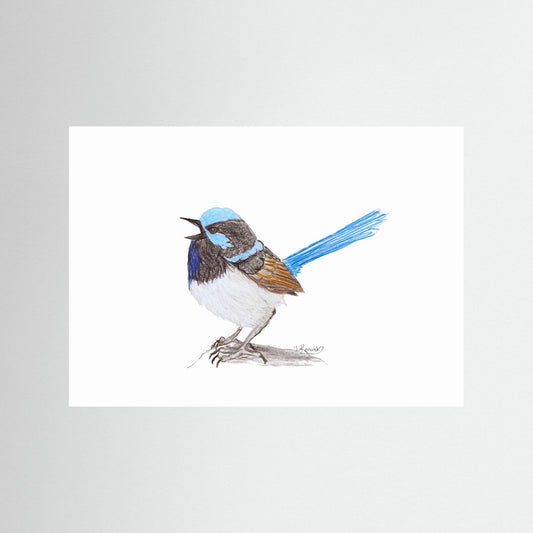 Superb Fairywren - no. 790