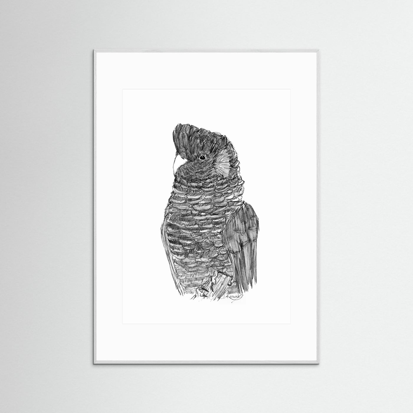 Yellow-tailed Black Cockatoo - no. 229