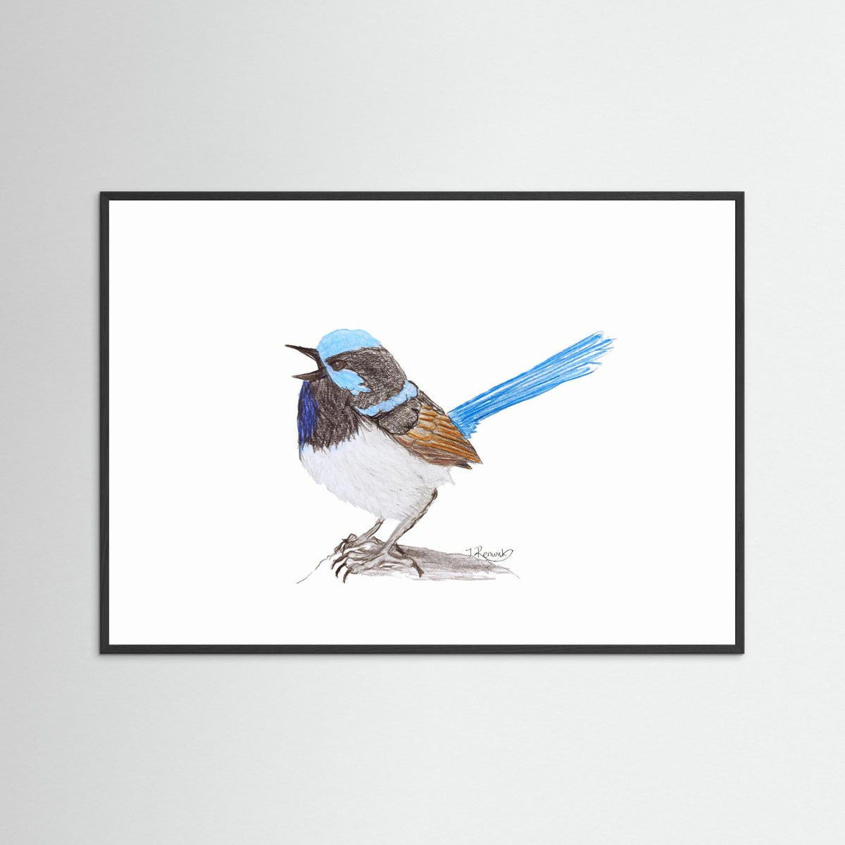 Superb Fairywren - no. 790