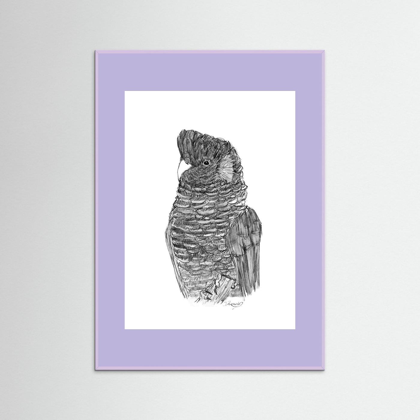 Yellow-tailed Black Cockatoo - no. 229 [A4/letter sizes] 