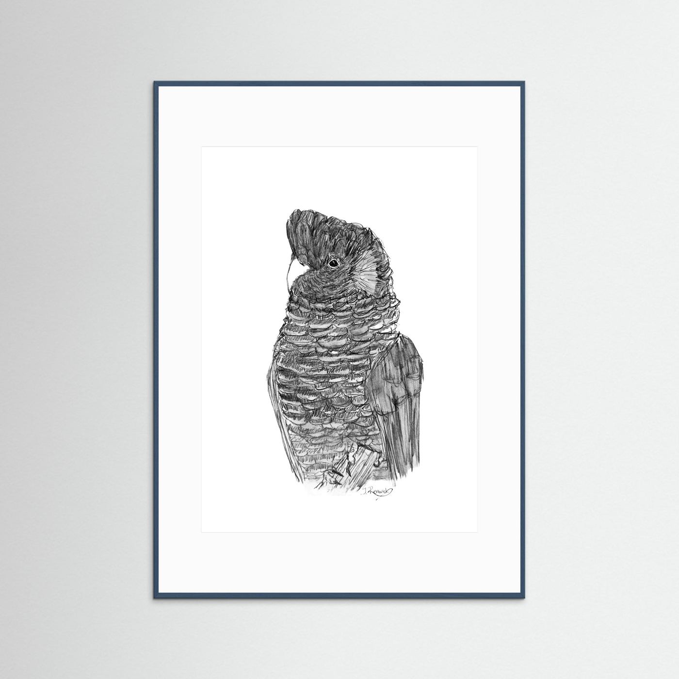 Yellow-tailed Black Cockatoo - no. 229 [A4/letter sizes] 
