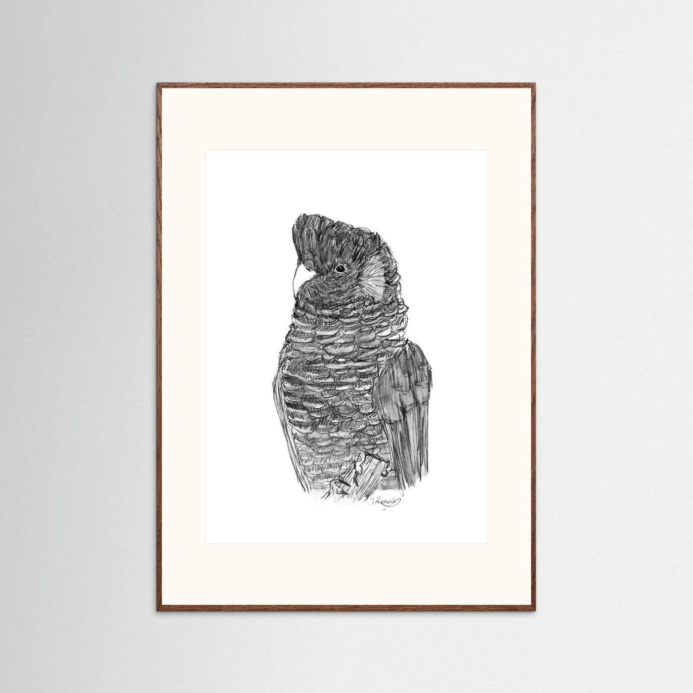 Yellow-tailed Black Cockatoo - no. 229 [A4/letter sizes] 