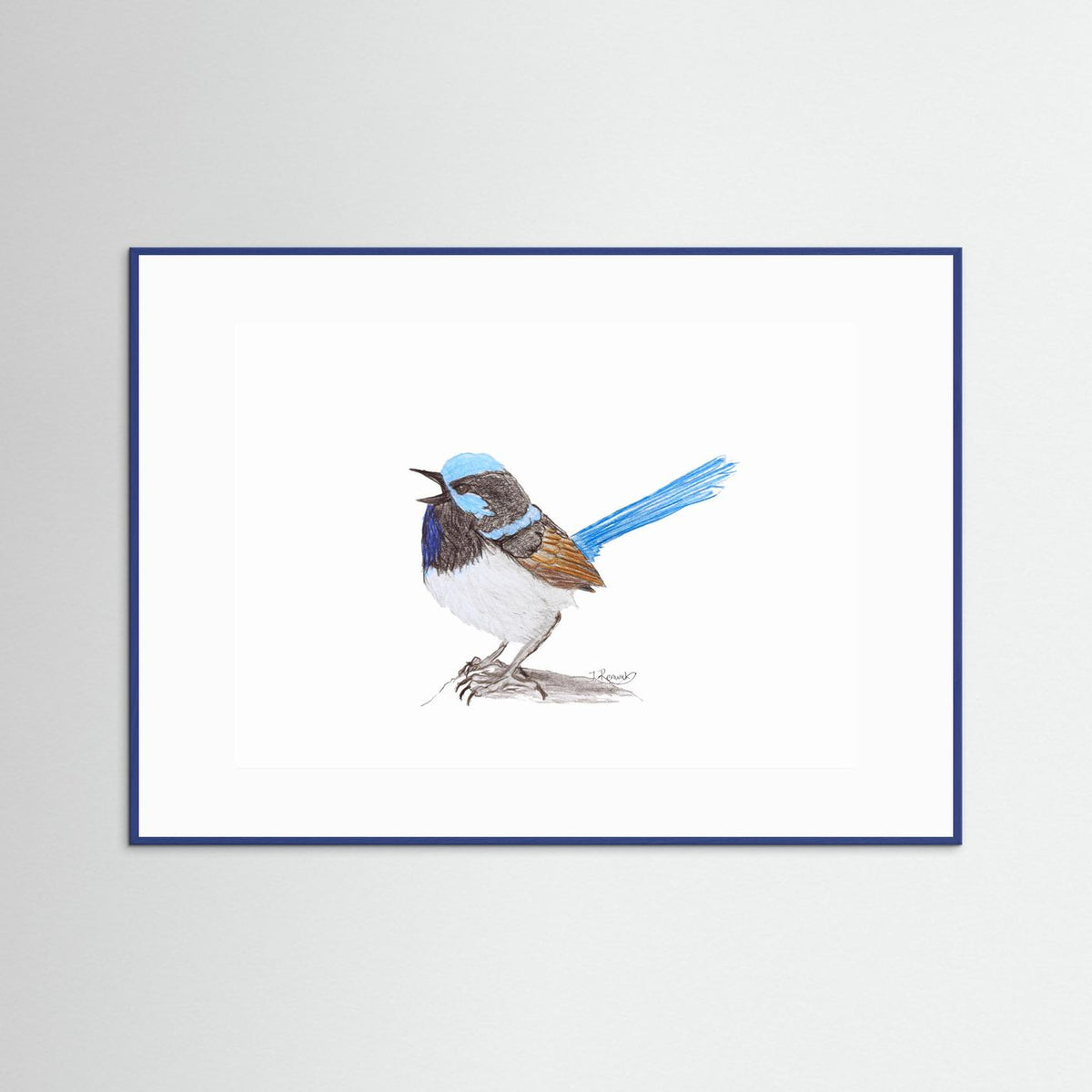 Superb Fairywren - no. 790