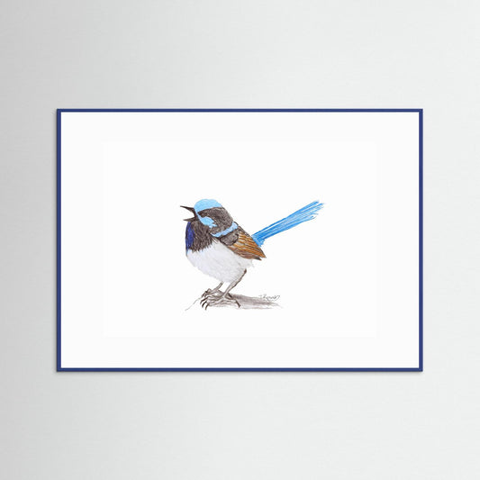 Superb Fairywren - no. 790