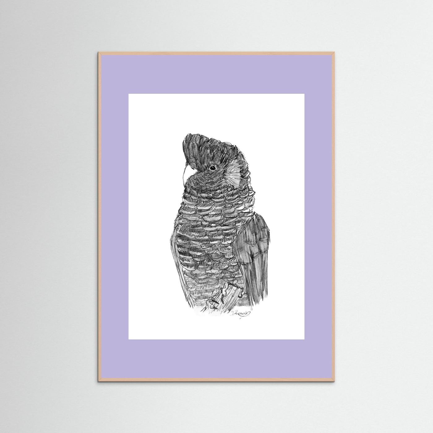 Yellow-tailed Black Cockatoo - no. 229 [A4/letter sizes] 