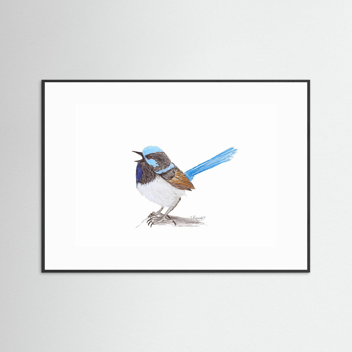 Superb Fairywren - no. 790