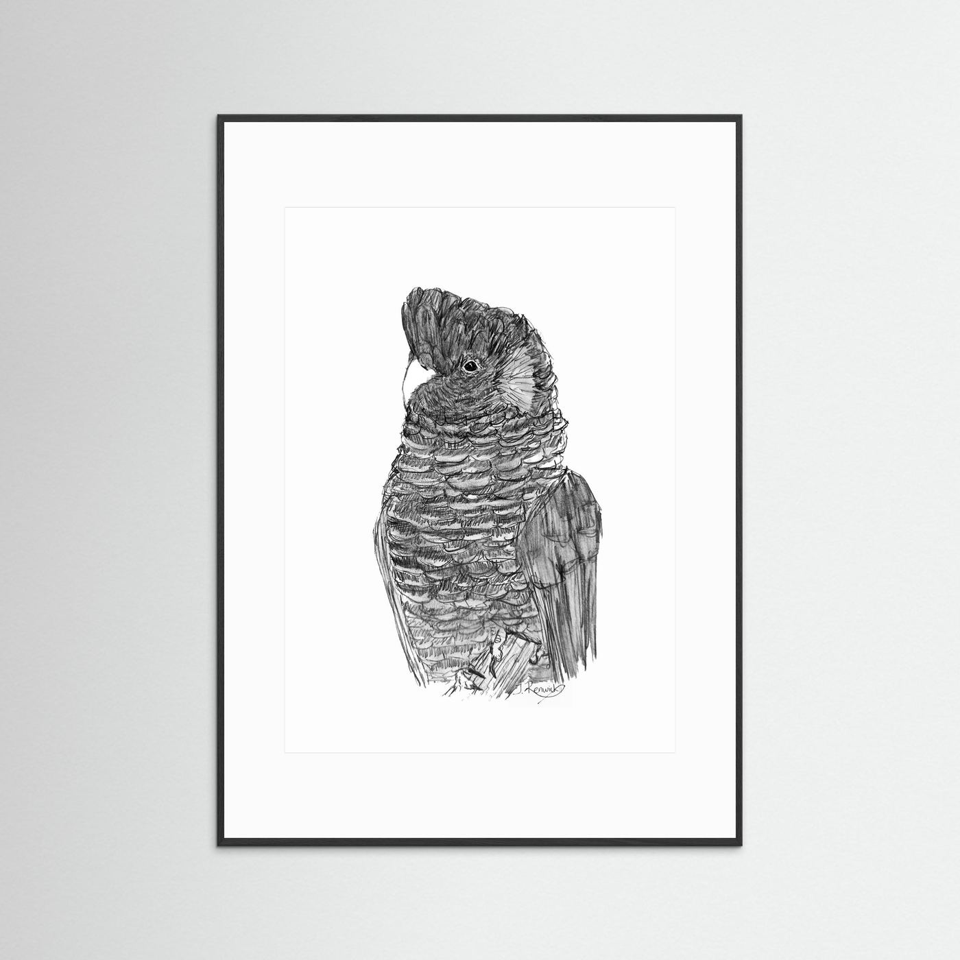 Yellow-tailed Black Cockatoo - no. 229