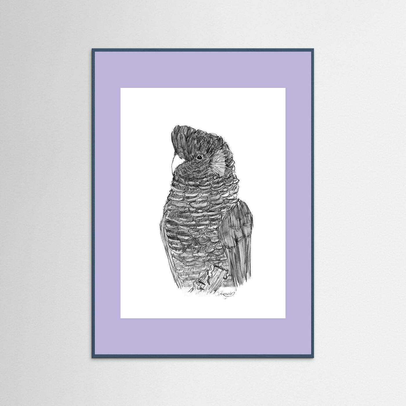 Yellow-tailed Black Cockatoo - no. 229 [A4/letter sizes] 