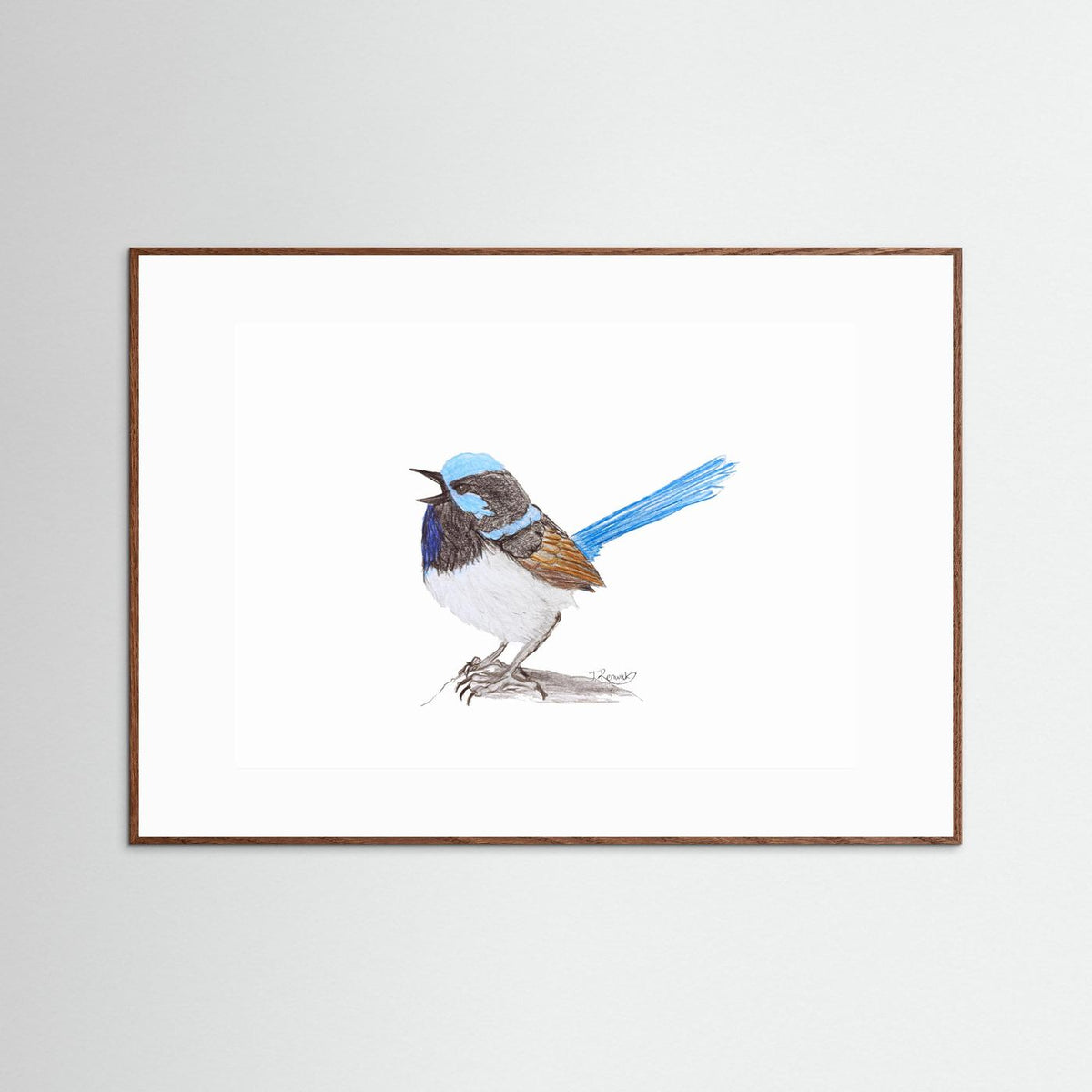 Superb Fairywren - no. 790