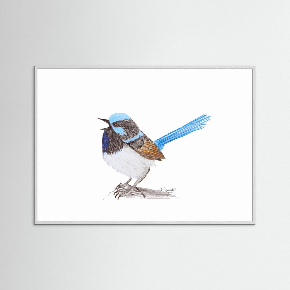 Superb Fairywren - no. 790