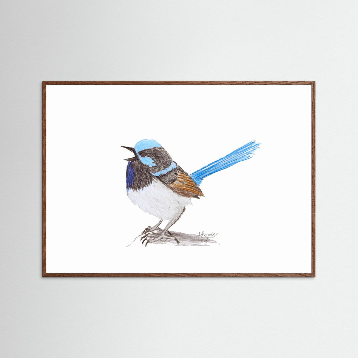 Superb Fairywren - no. 790