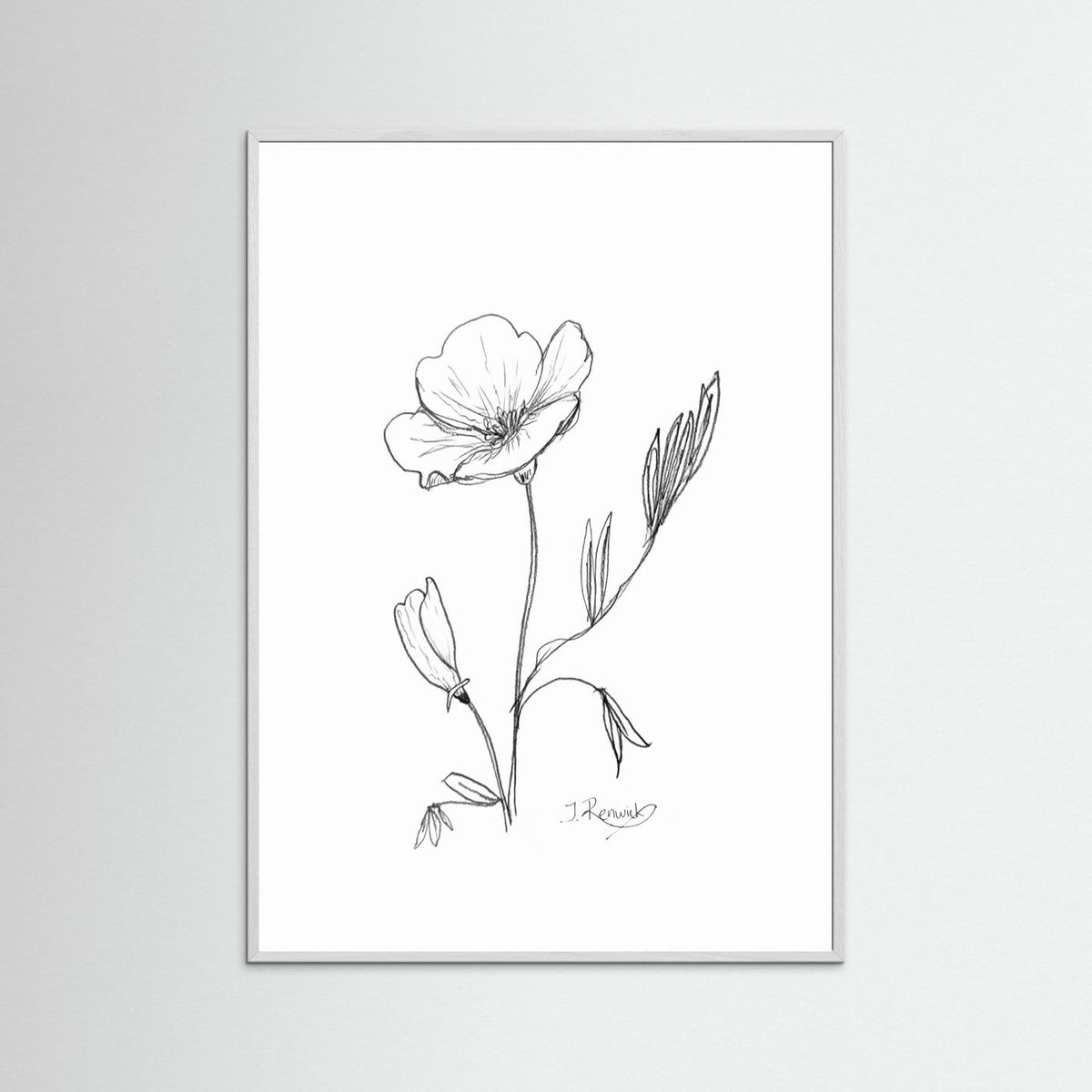 California Poppy - no. 794