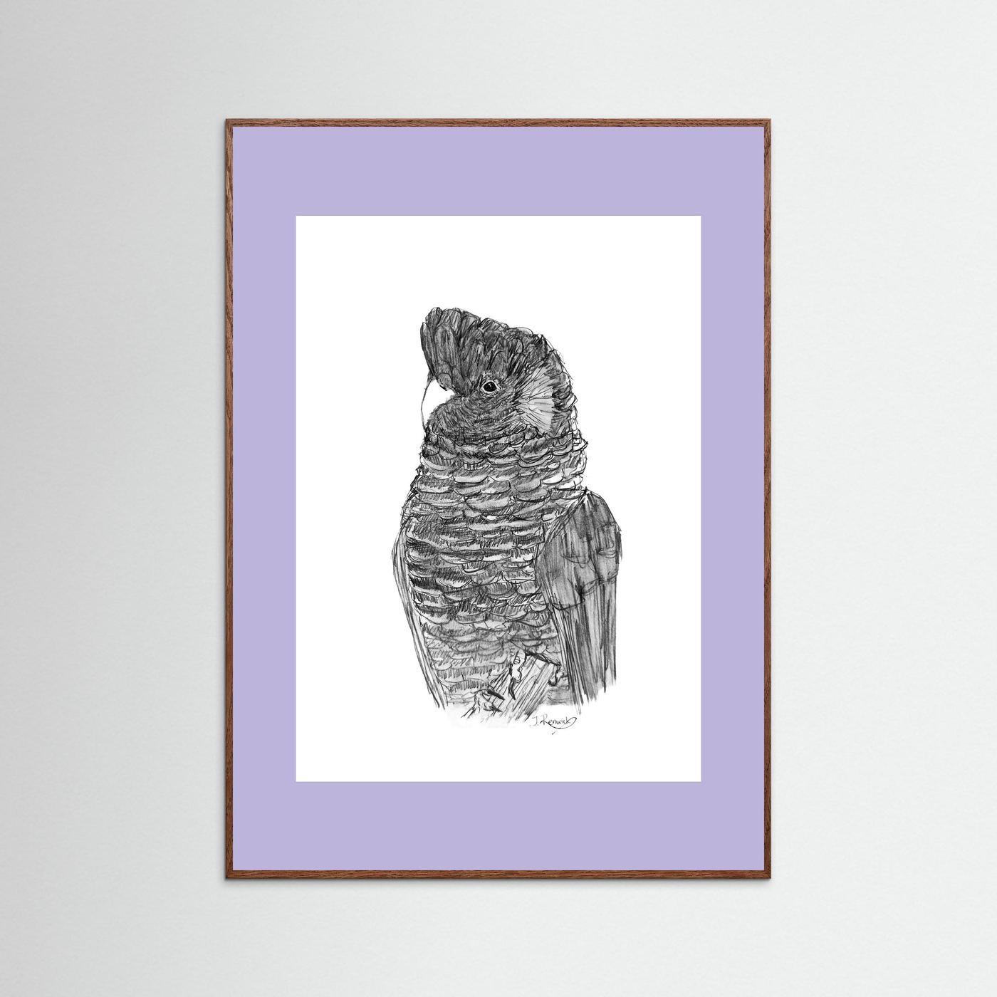 Yellow-tailed Black Cockatoo - no. 229 [A4/letter sizes] 