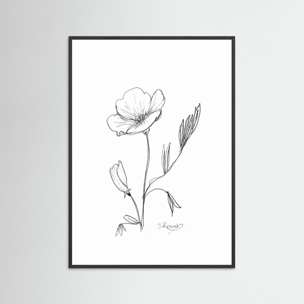 California Poppy - no. 794