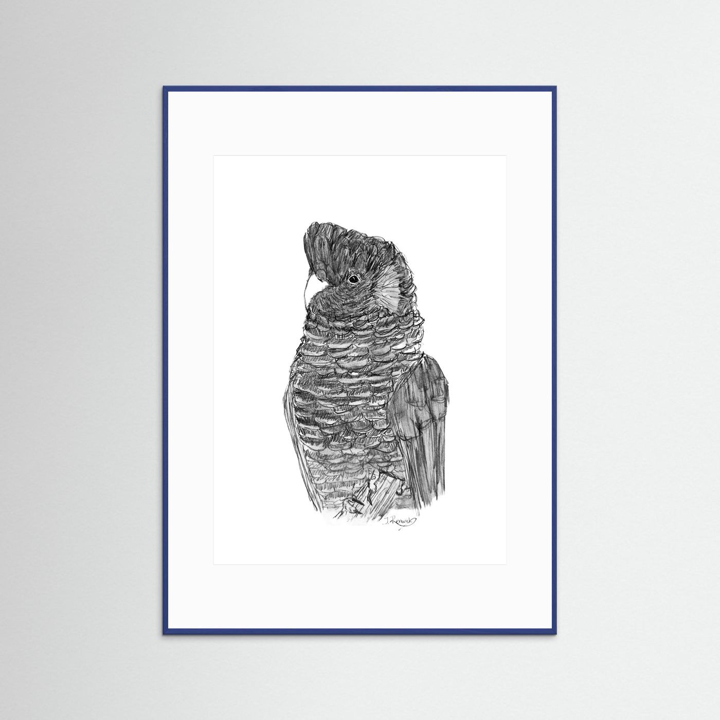 Yellow-tailed Black Cockatoo - no. 229 [A4/letter sizes] 