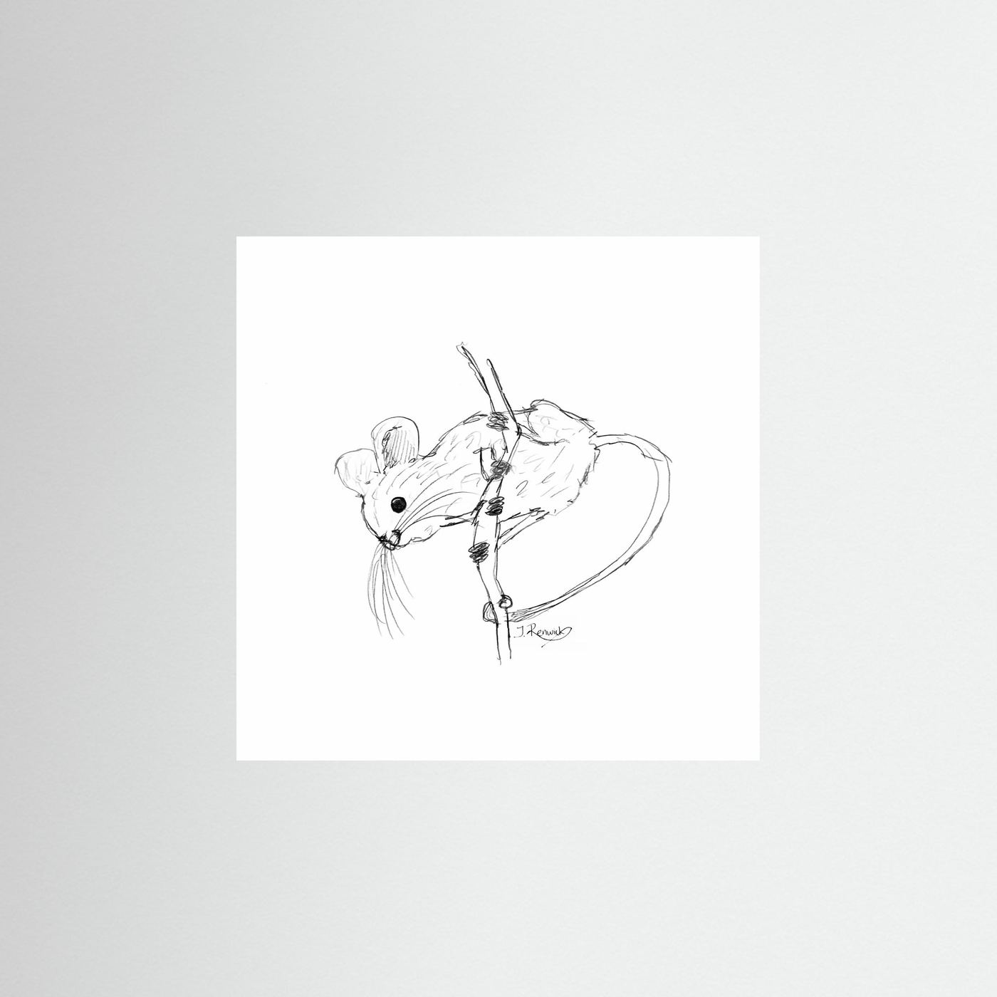 Harvest mouse - no. 213