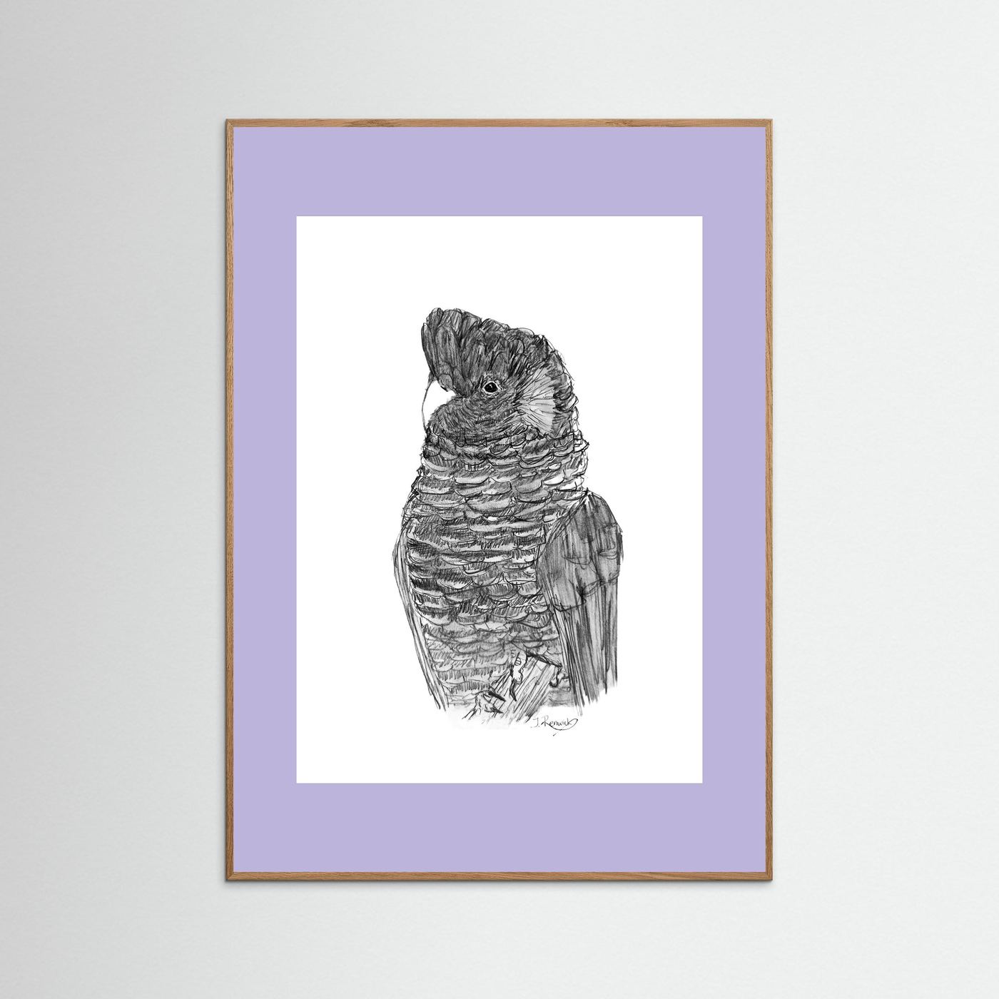 Yellow-tailed Black Cockatoo - no. 229 [A4/letter sizes] 