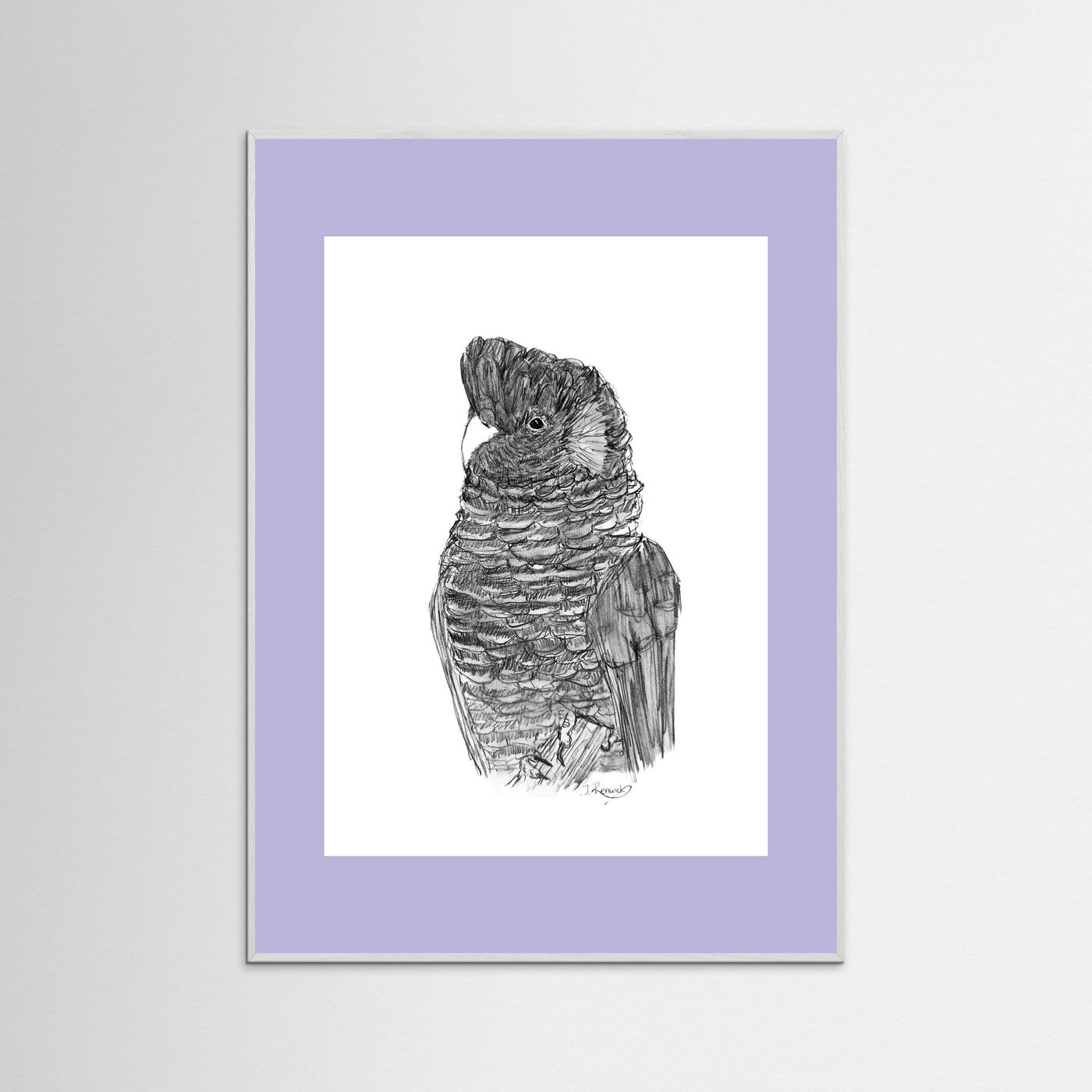 Yellow-tailed Black Cockatoo - no. 229 [A4/letter sizes] 