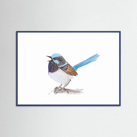Superb Fairywren - no. 790