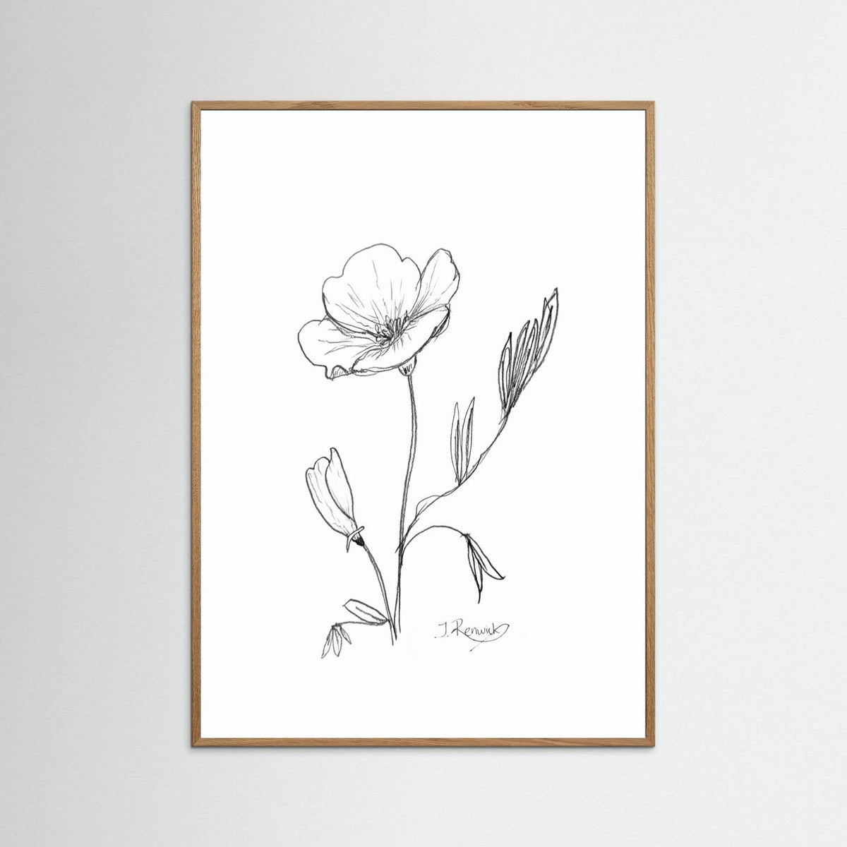 California Poppy - no. 794